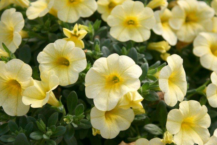 Калибрахоа – фото