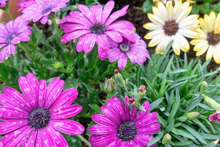 Борьба с вредителями и болезнями