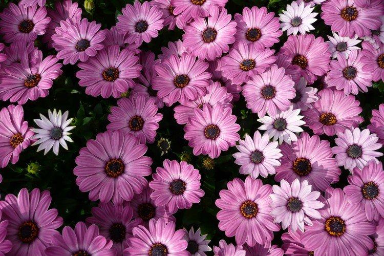 Остеоспермум – фото