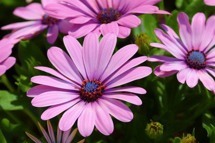 Остеоспермум – фото