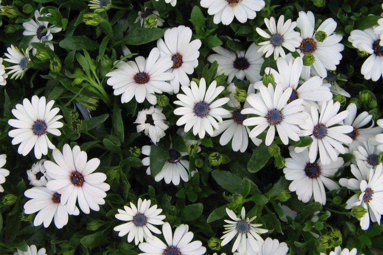 Остеоспермум – фото