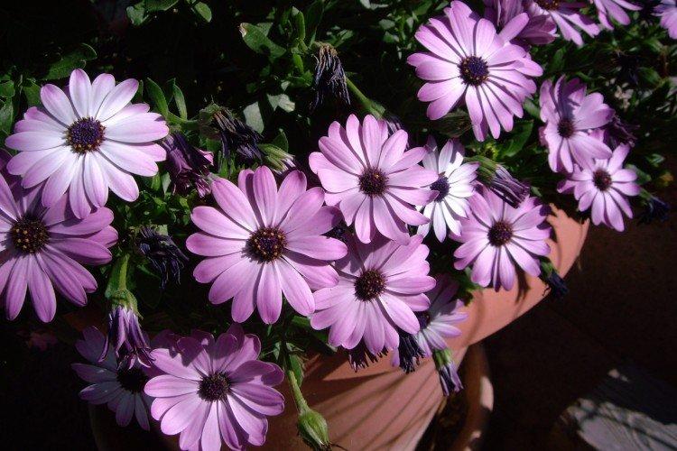 Остеоспермум – фото