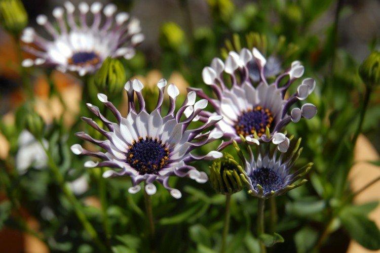 Остеоспермум – фото