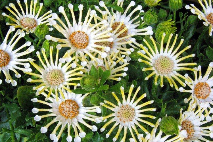 Остеоспермум – фото