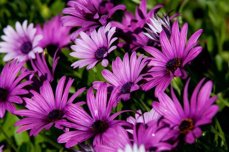 Остеоспермум – фото