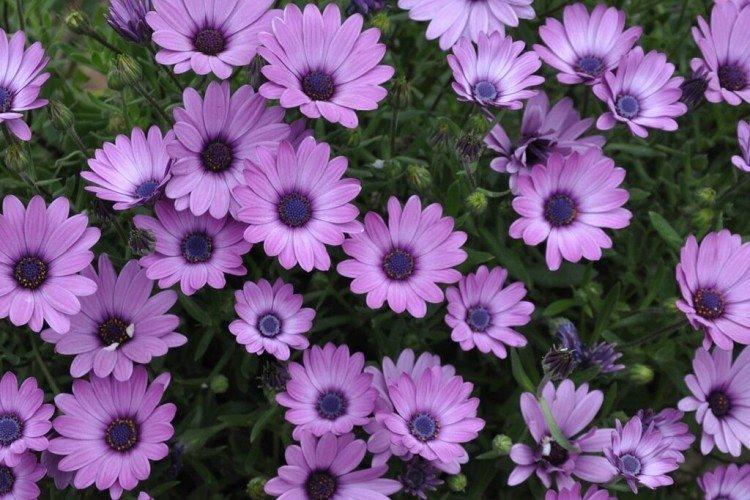 Остеоспермум – фото