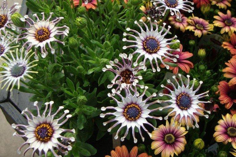 Остеоспермум – фото