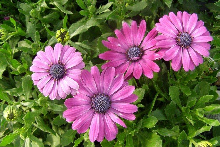 Остеоспермум приметный