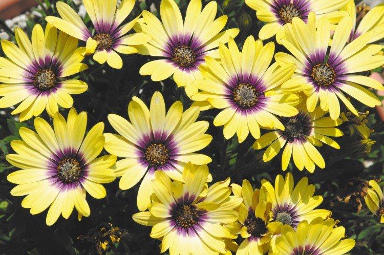 Остеоспермум гибридный