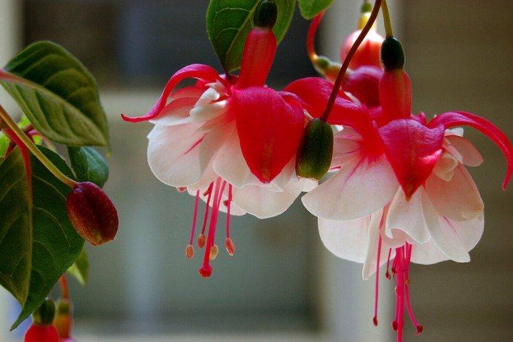 Температура