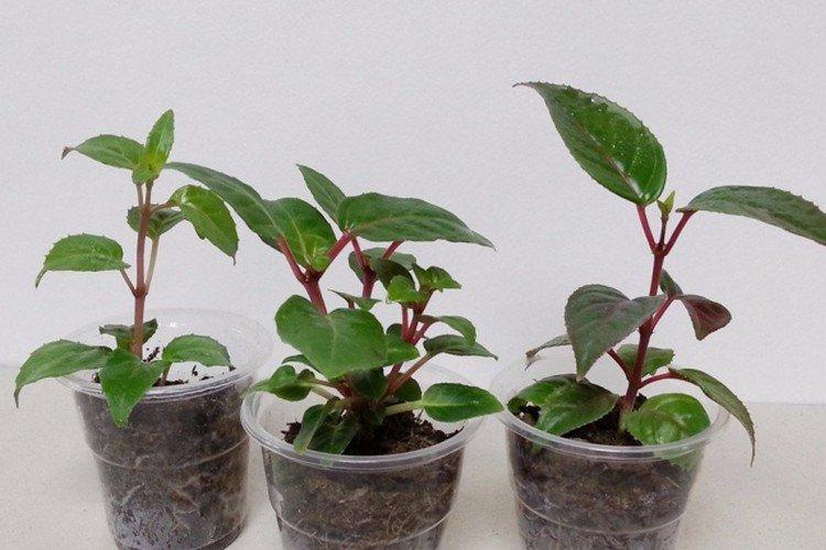 Посадка и размножение