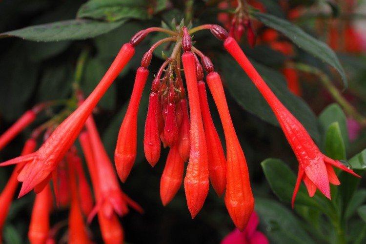 Трехлистная фуксия