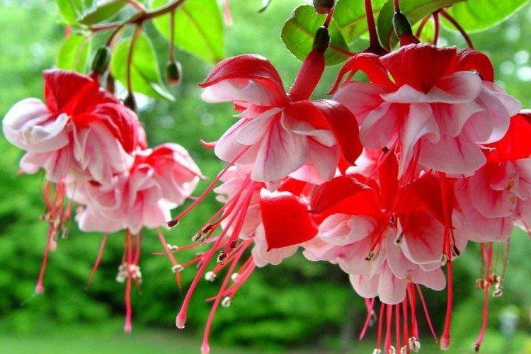 Фуксия – фото