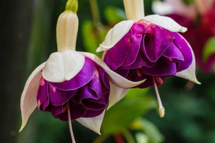 Фуксия – фото