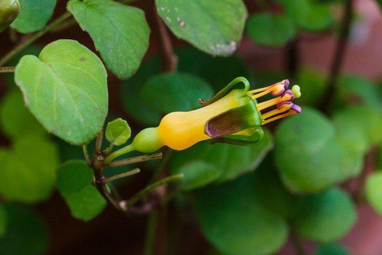 Лежачая фуксия