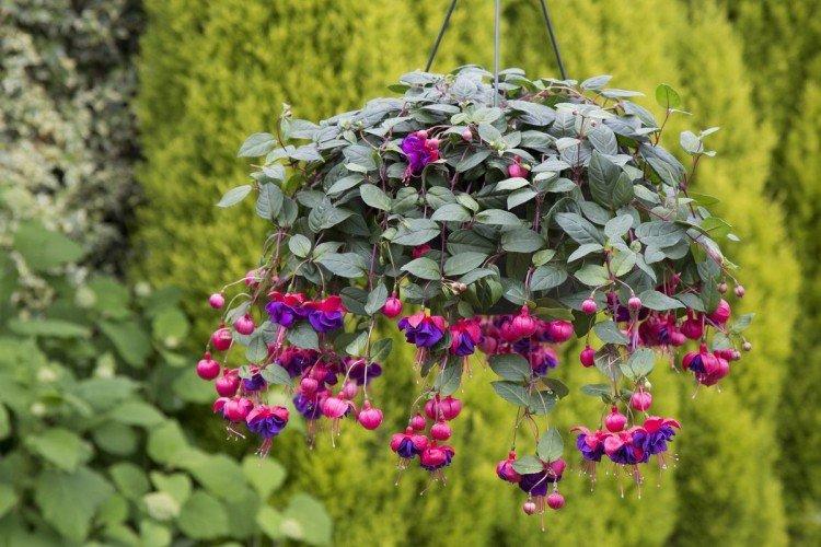 Ампельная фуксия