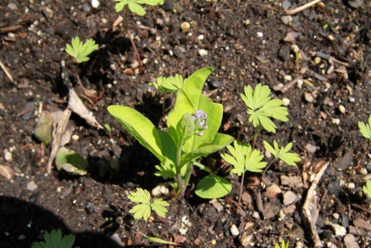 Посадка и размножение