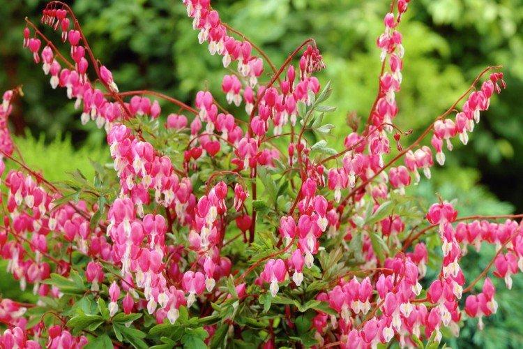 Дицентра – фото