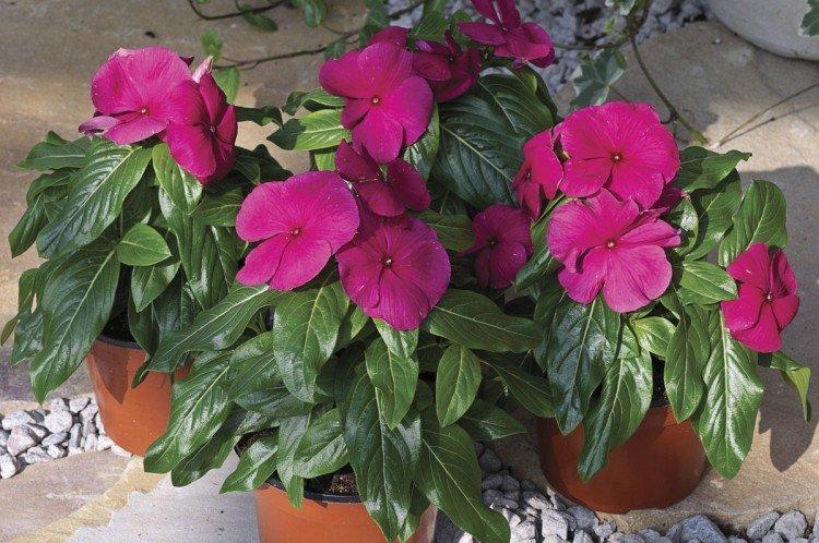 Удобрения и подкормка