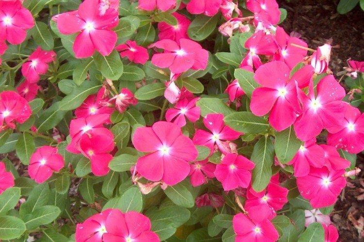 Катарантус – фото