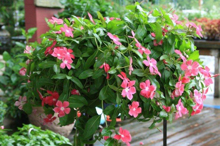 Катарантус – фото