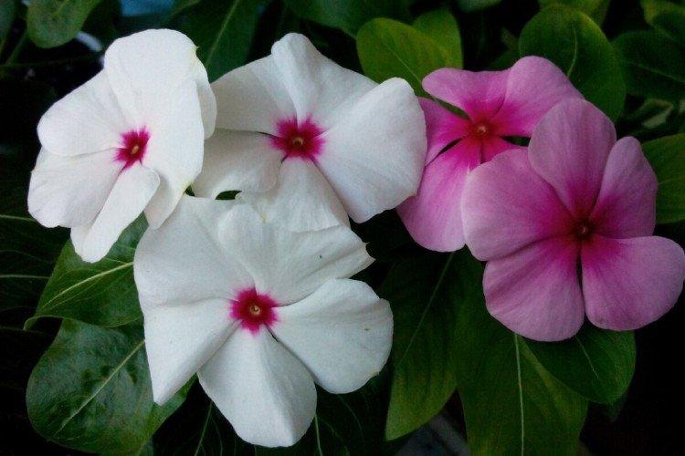 Катарантус – фото