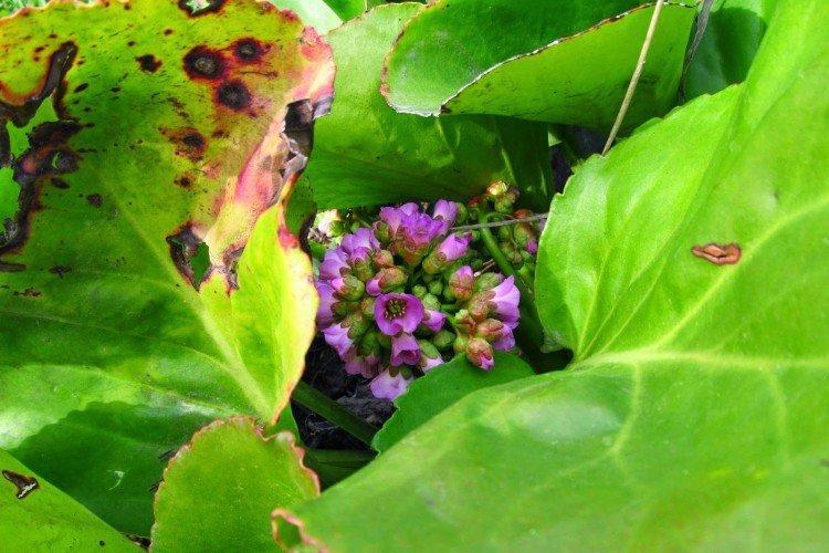 Борьба с вредителями и болезнями