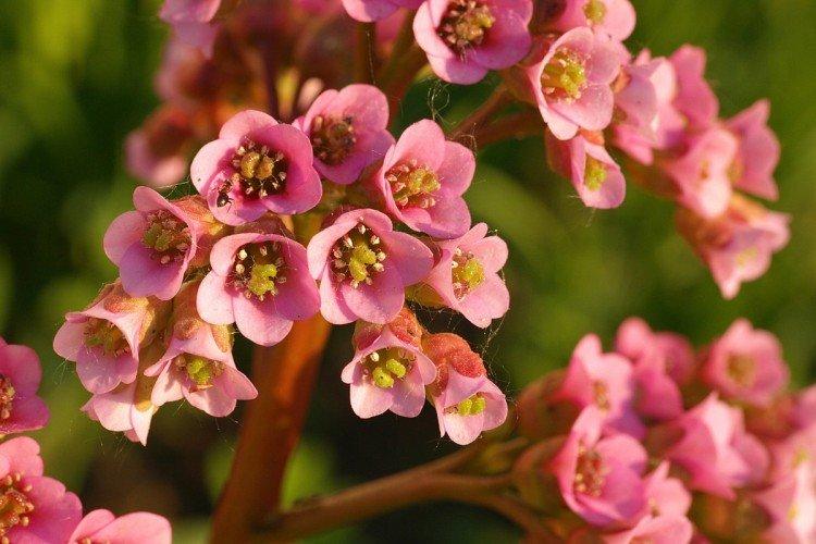 Бадан – фото