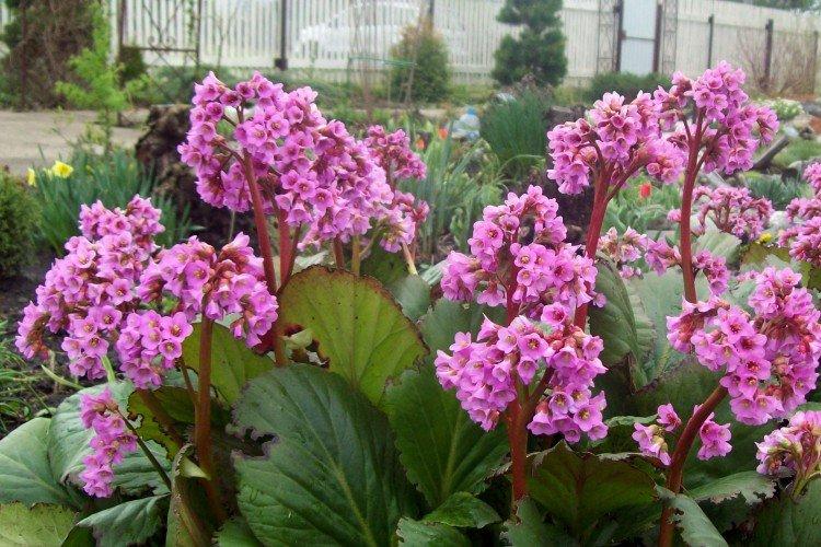 Бадан – фото