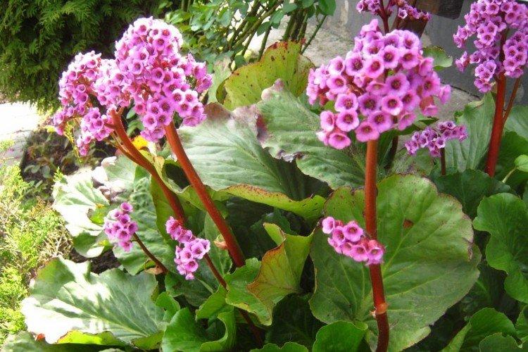 Бадан – фото