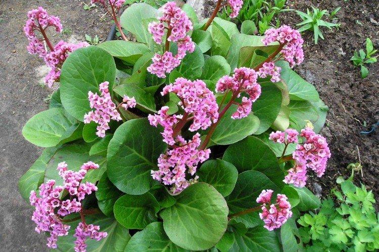 Бадан – фото