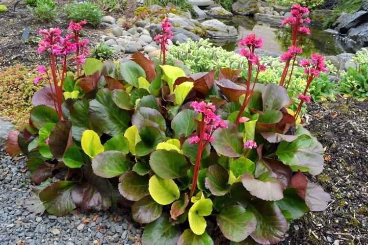 Бадан – фото