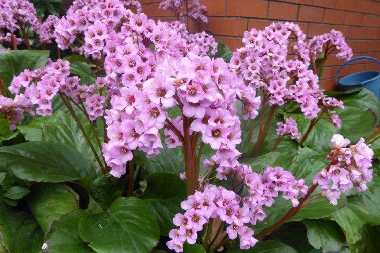 Бадан – фото