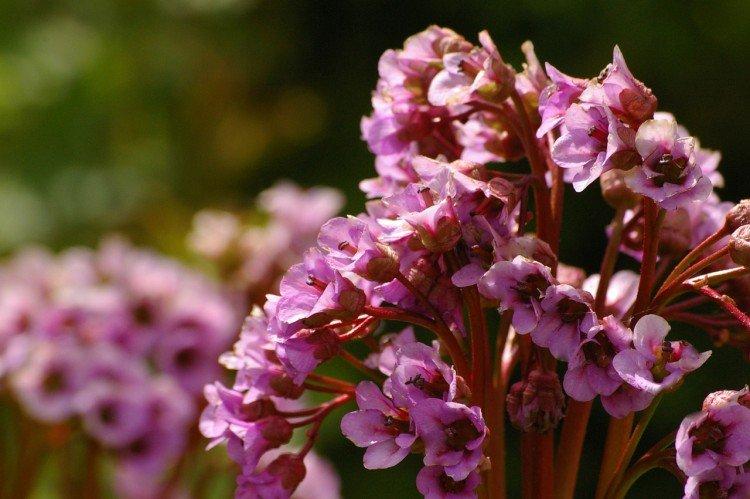 Бадан – фото