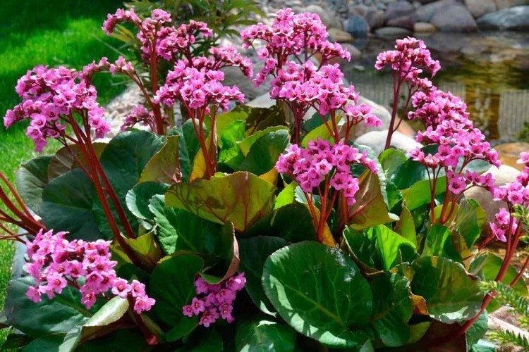 Сердцелистный бадан