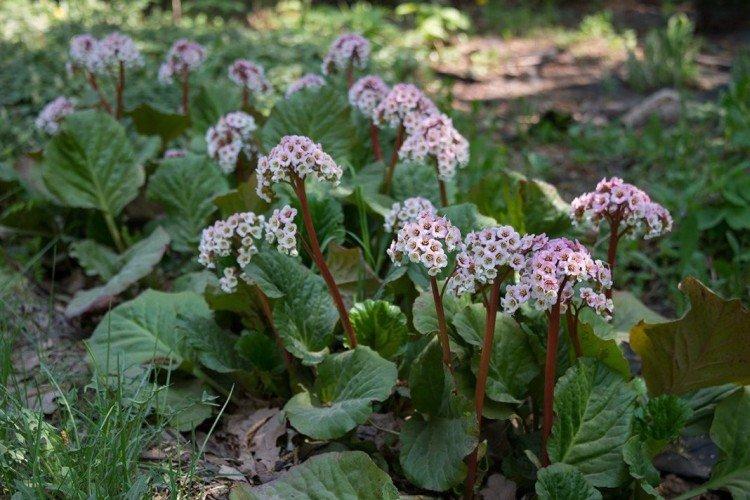 Гиссарский бадан