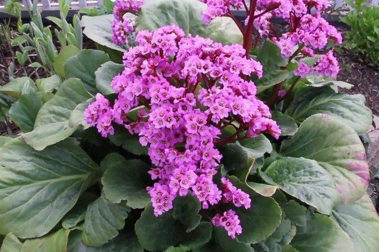 Пурпурный бадан