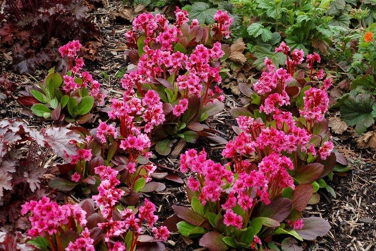 Гибридный бадан