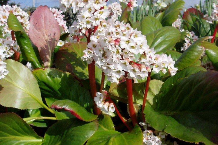 Температура