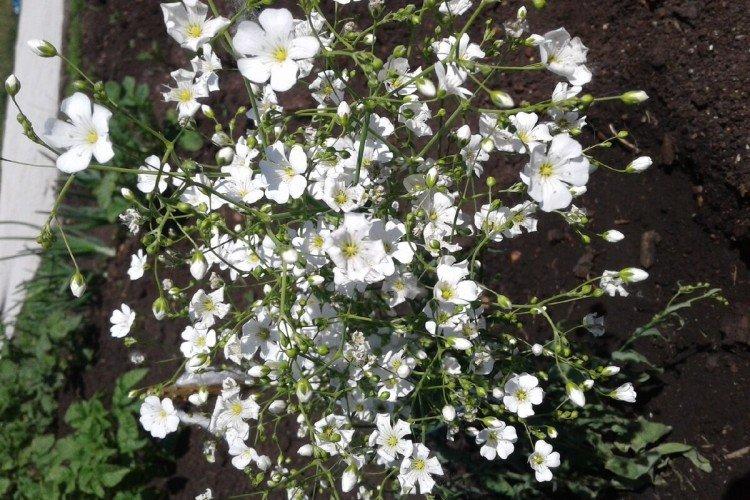 Борьба с вредителями и болезнями