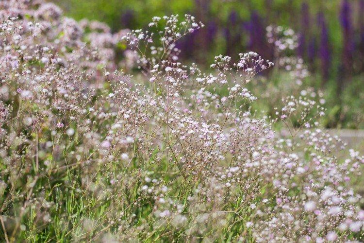 Гипсофила – фото