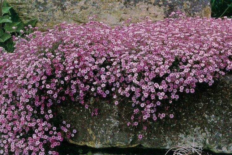 Гипсофила – фото