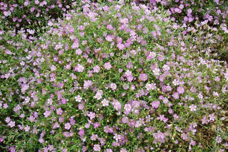 Гипсофила – фото