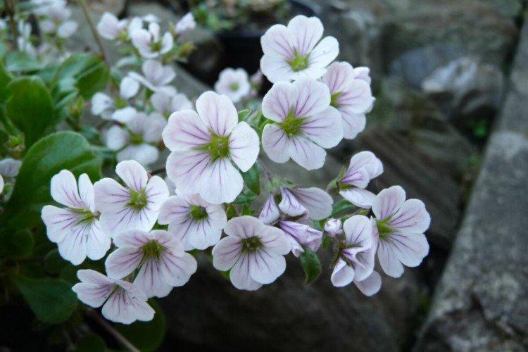 Ясколковидная гипсофила