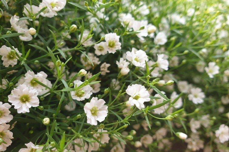 Температура