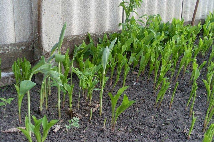 Посадка и размножение