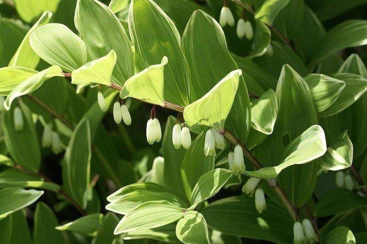 Купена – фото