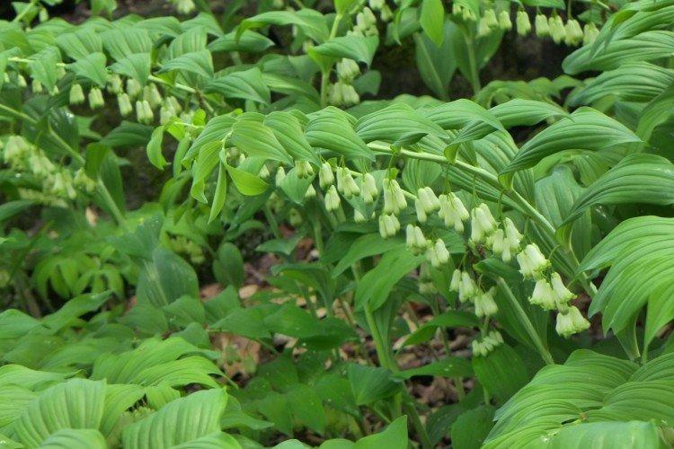 Купена – фото