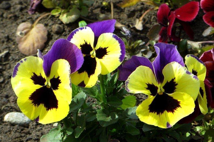 Общая информация