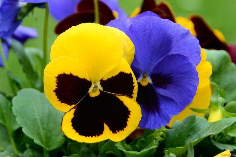 Удобрения и подкормка